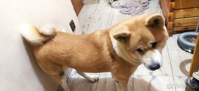 Akita Inu - Fenka - 1