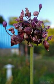 Česnek ořešec - Allium scorodoprasum 200 cibulek 50 Kč