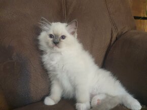 Ragdoll kocourek s pp blue mitted