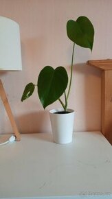 Monstera deliciosa, mladá rostlinka - 1