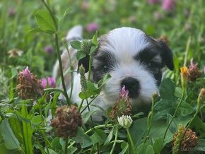 Mini Shi-tzu