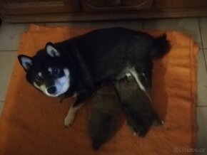 Štěňata Shiba inu s PP FCI/ČMKU