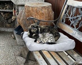 Kočka a kotě darem