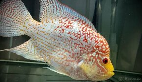 Flowerhorn Fireman s dream Kamfa - 1