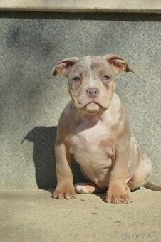 American bully standard ABKC