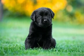 Labrador s PP - černá štěňátka
