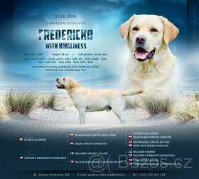 Krytí Labradorský retriever s PP - 1