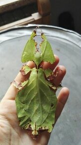 Lupenitka obrovská (Phyllium giganteum) - 1