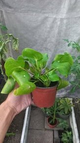 Pilea peperomioides