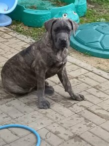 Bandog - 1