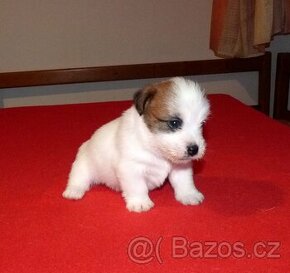 Jack Russell Terier - 1