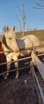 Prodej palomino klisny QH 2 roky