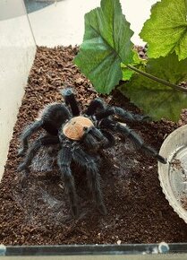 Brachypelma albiceps - 1