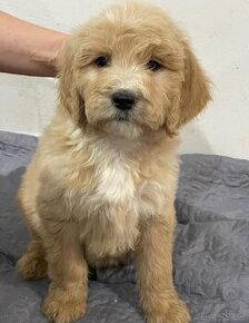 Goldendoodle / Pudl / doodle / Maltipoo