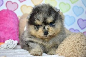 Pomeranian psik s PP