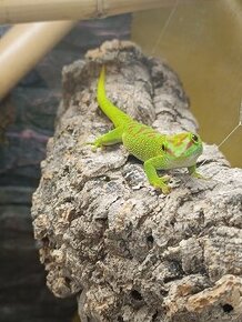 Phelsuma Madagaskarská