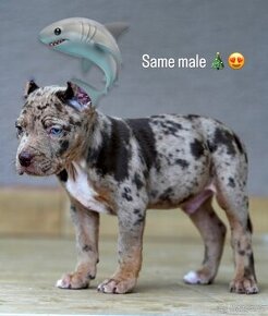 American bully xl