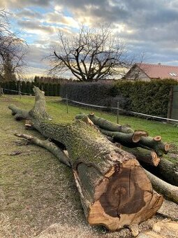 Prodám celý strom Ořech