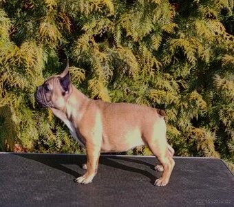 Francouzsky buldoček s PP/French bulldog