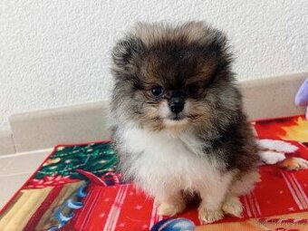 Luxusní Pejsek STRAKOŠ - Pomeranian Mini