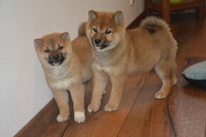 Shiba inu s pp