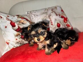 Yorkshire terrier