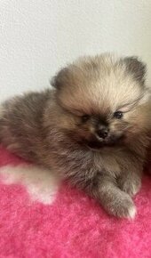 Pomeranian