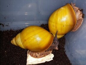 Archachatina marginata icterica