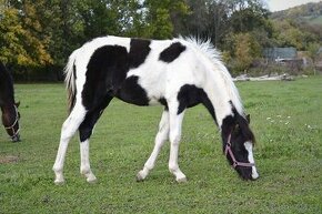 Nabízíme letošní hříbatka pony k prodeji - 1