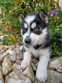 Sibiřský husky -kluk (červený obojek)