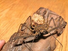 Euphrynichus bacillifer BIčovec Tyčkovity