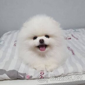 Pomeranian 2,5 mesiaca.