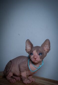 Sphynx