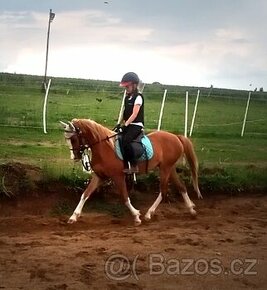 Welsh pony do sportu