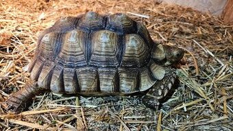 Želva ostruhatá (Geochelone Sulcata) samice 24cm, 7+let - 1