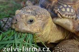 SUCHOZEMSKÉ ŽELVY OSTRUHATÉ – vlastní odchov