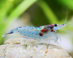 neocaridina zhangjiajiensis Blue Jelly Vein - 1