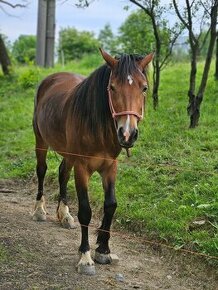 Welsh cob klisna prodej /pronajem.