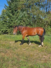 Welsh cob klisna prodej /pronajem.