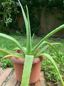 Aloe vera