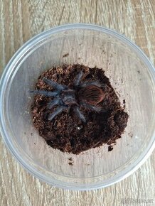 Sklípkani: Tliltocatl (Brachypelma) vagans