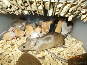 Barevné myšky polodivoké (platí do smazání)