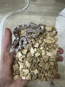 Mláďata užovky červené (Pantherophis guttatus)