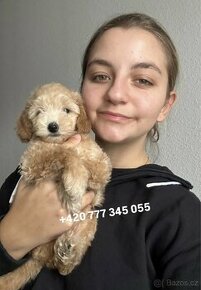 Maltipoo f1 fenka female girl