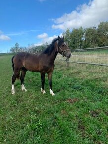 Prodám hřebečka welsh cob, sekce D