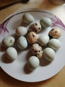 Křepelci vajíčka