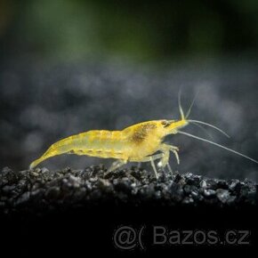 Krevetky - Neocaridina Yellow Fire (light)