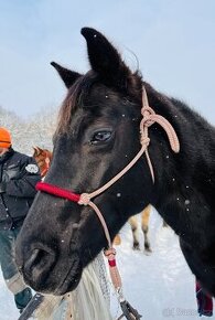 Nabízím ježdění na welsh-cob klisně – Dobříš