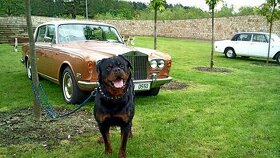 Rottweiler, rotvajler, RTW s PP – KE KRYTÍ