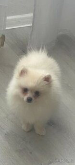 Mini pomeranian